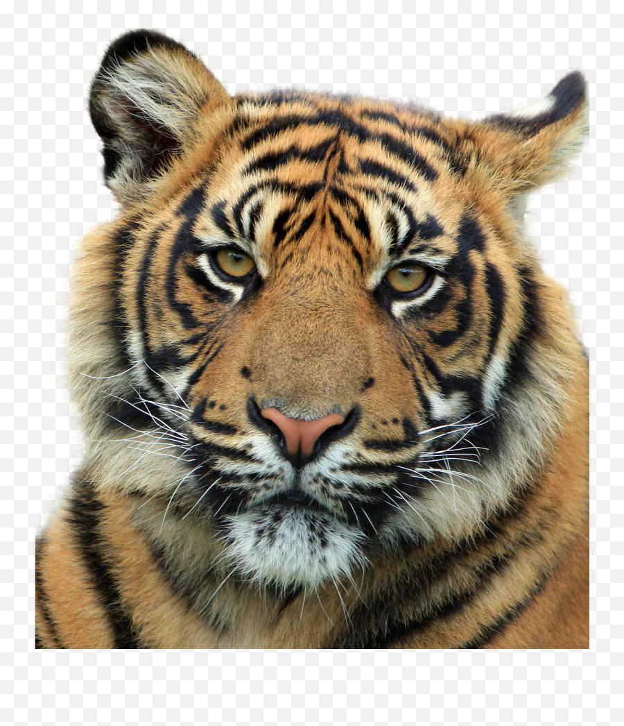 Tiger Feline Animal Bottomless Render - Tiger Head Transparent Background Emoji,Tiger Bear Paw Prints Emoji
