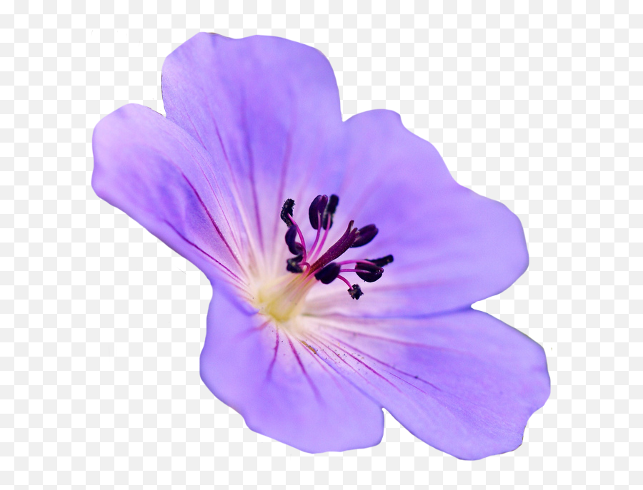 Geranium Png - U201c Geranium Maculatum Purple Flowers Tumblr Geranium Transparent Emoji,Violet Flower Emoji