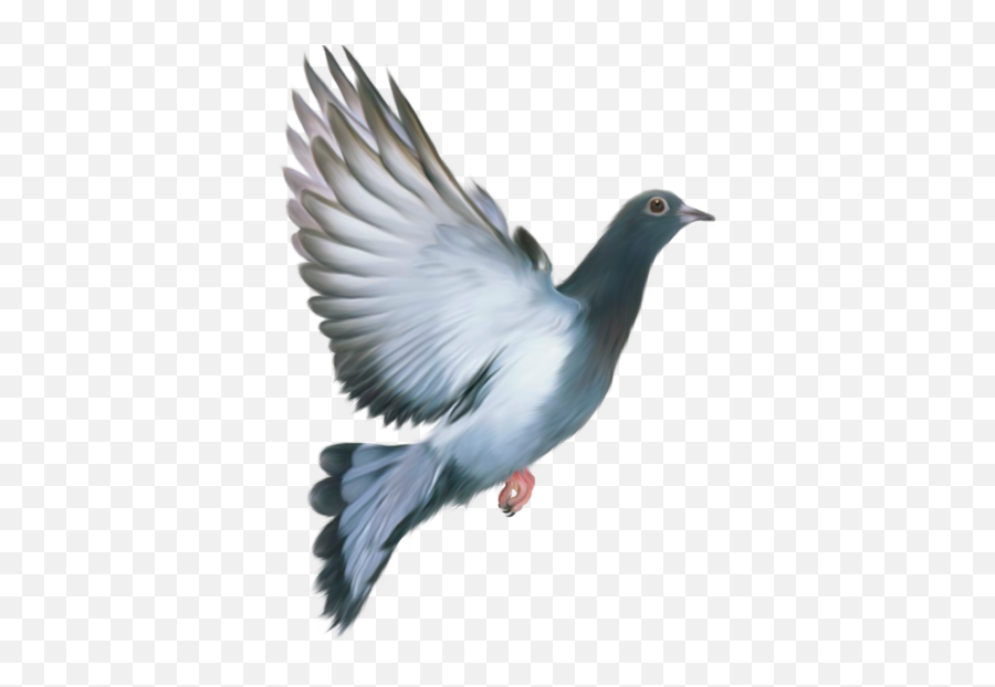 Free Vectors Graphics Psd Files - Pigeon Png Emoji,Dove Emoji Keyboard