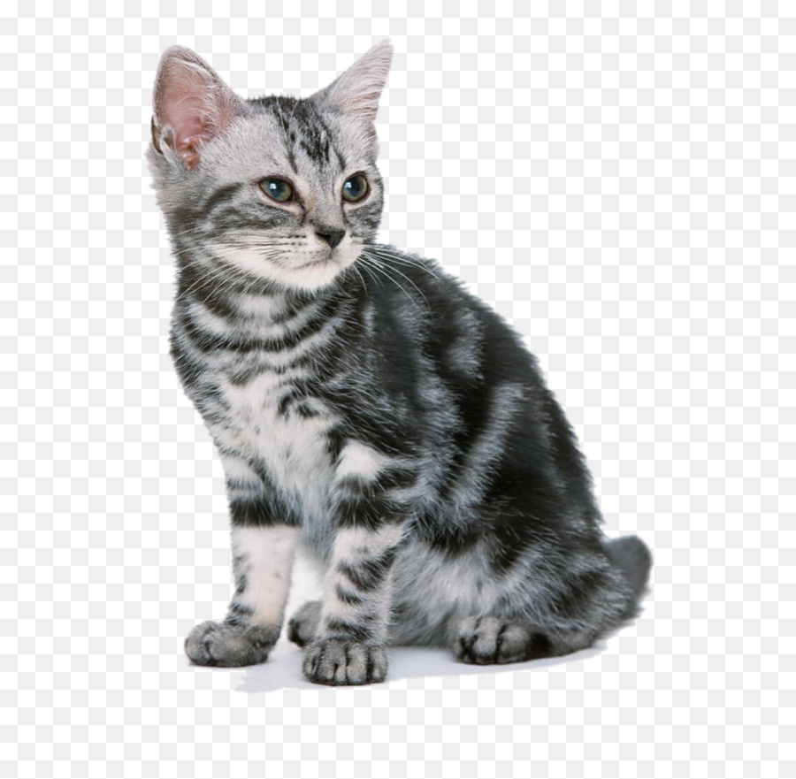 Cat Emoji Real - American Shorthair Png,Gray Cat Emoji