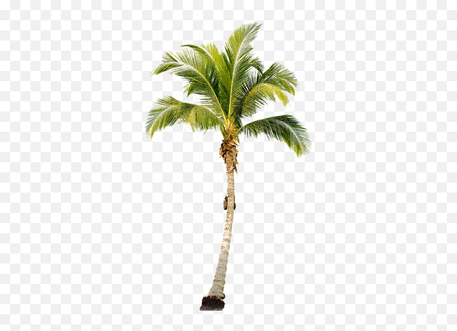 Download Palm Tree Free Download Png Hq Png Image - Palm Tree Hd Png Emoji,Palm Tree Emoji Png