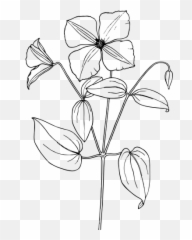 Drawing Of Clematis - Sampaguita Flower Drawing Easy Emoji,Elephant Emoji