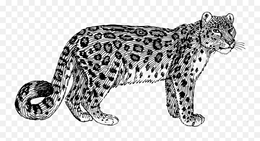 Free Wildcat Tiger Illustrations - Cartoon Snow Leopard Drawing Emoji,Hungry Emoticon