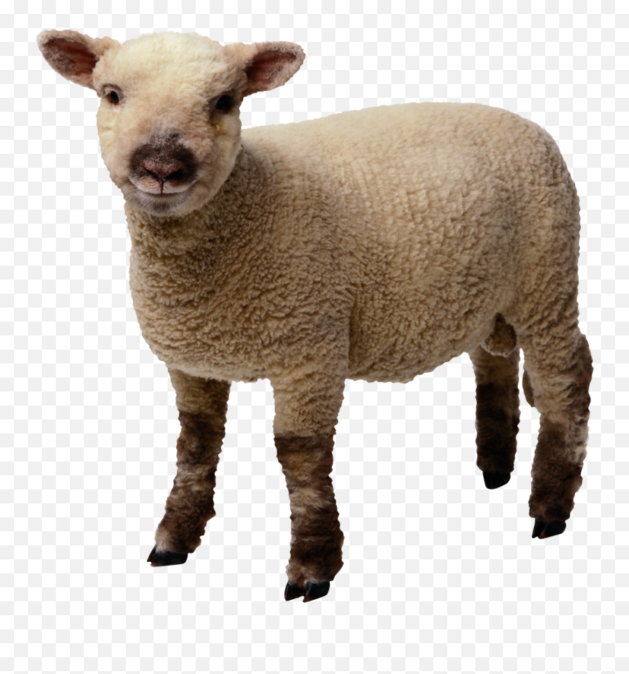 Download Sheep Transparent Hq Png Image - Lamb Transparent Background Emoji,Silence Of The Lambs Emoji