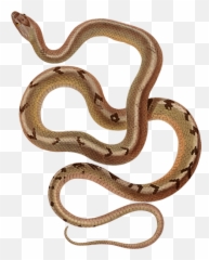 Cuban Racer Vector Image - 6 Snakes Emoji