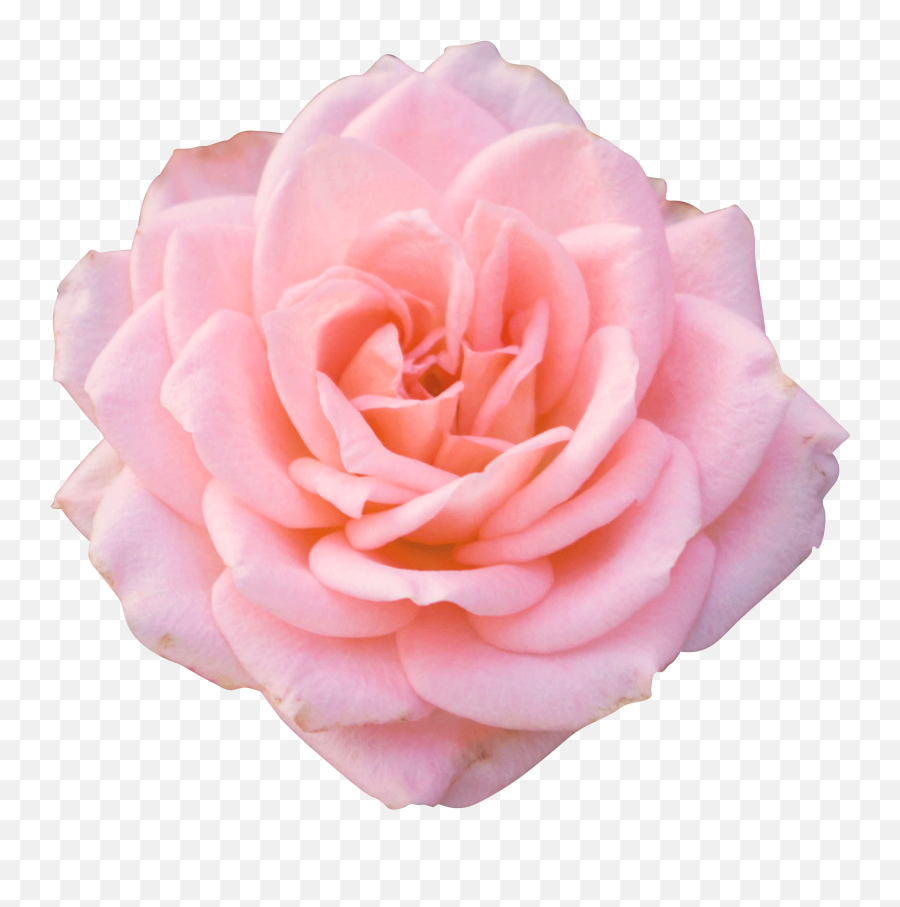 Flower Pink Flower Png Transparent - Thinking Of You And Appreciate You Emoji,Sakura Flower Emoji