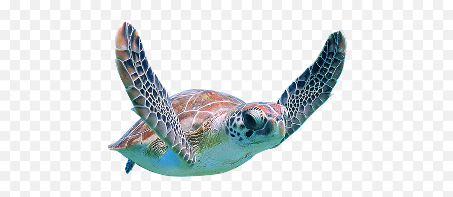 Largest Collection Of Free - Toedit Sea Turtle Stickers Transparent Sea Turtle Svg Emoji,Sea Turtle Emoji