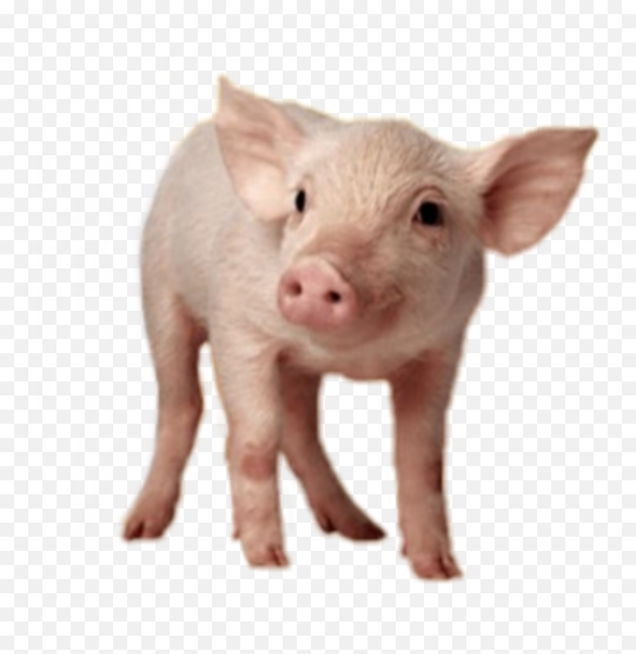 Popular And Trending - Pig Png Transparent Emoji,Pig Knife Emoji