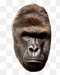 Harambe - Harambe Emoji,Harambe Emoji