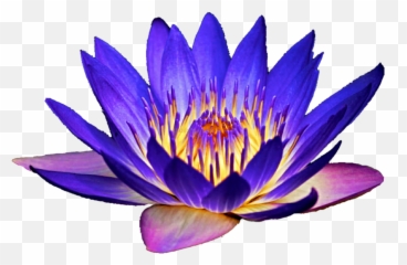 Lotus Clipart Waterlily Lotus - Purple Water Lily Png Emoji,Lily Pad Emoji