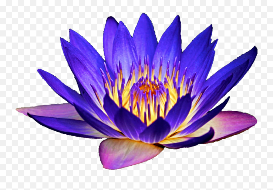 Lotus Clipart Waterlily Lotus - Purple Water Lily Png Emoji,Lily Pad Emoji