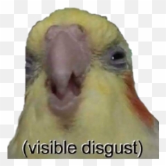 Trending Disgust Stickers - Parrot Meme Emoji,Disgust Emoji