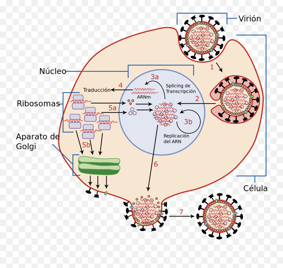 Virus Replication Large Es - Parvovirus B19 Cycle Viral Emoji,Rage Emoji