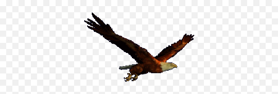Hawk Gif Transparent Png Clipart Free - Eagle Flying Gif Transparent Emoji,Hawks Emoji