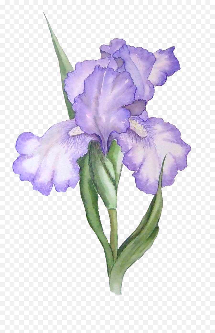 Iris Clipart - Iris Flower Png Watercolor Emoji,Iris Emoji