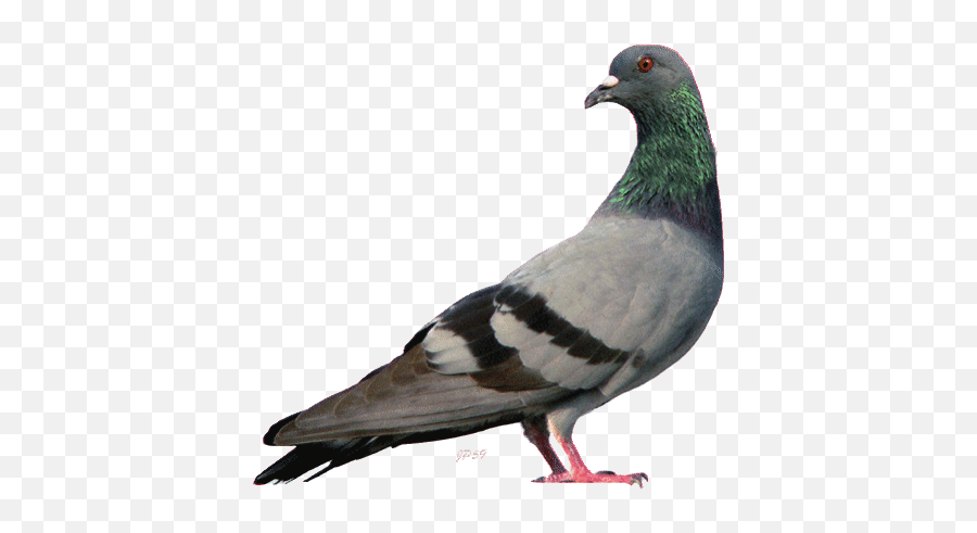 Top Pigeon Facebook Stickers For - Transparent Pigeon Gif Emoji,Pigeon Emoji