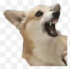 Look Stare GIF - Angry Descubre u0026 Comparte GIFs Northern Breed Group Emoji