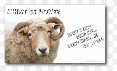 Stickers Superior Design U0026 Advertising - Photograph Emoji,Sheep Emoticon