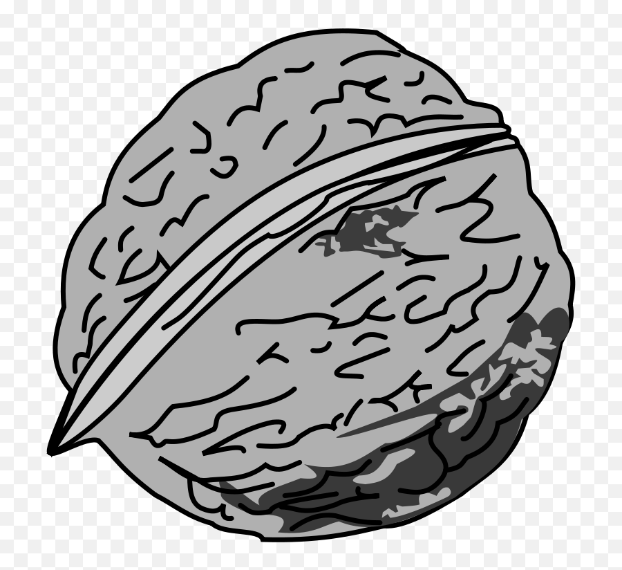 Oak - Outline Image Of Walnut Emoji,Walnut Emoji