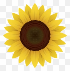 Free Sunflower Flower Illustrations - Cartoon Transparent Background Sunflower Clipart Emoji,Rainbow Emoji