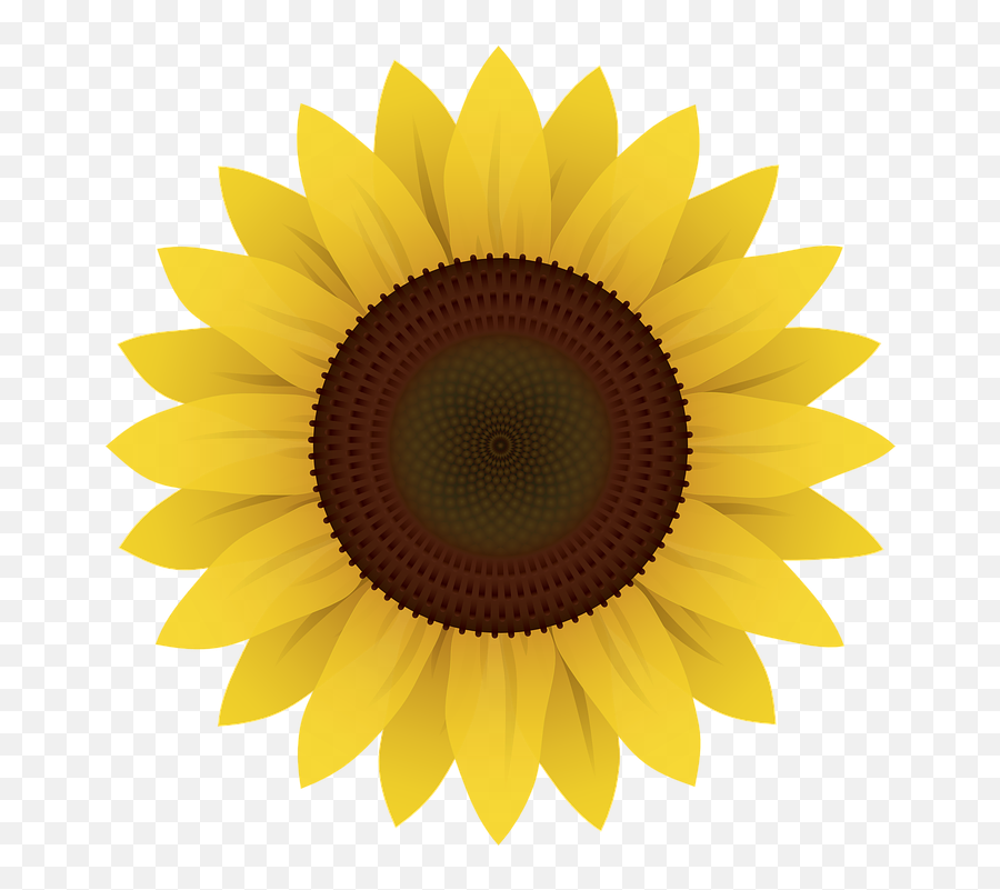 Free Sunflower Flower Illustrations - Cartoon Transparent Background Sunflower Clipart Emoji,Rainbow Emoji