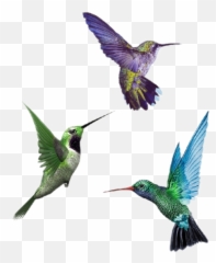 Hummingbird Hummingbir - Hummingbird Disruptive Selection Example Emoji,Hummingbird Emoji