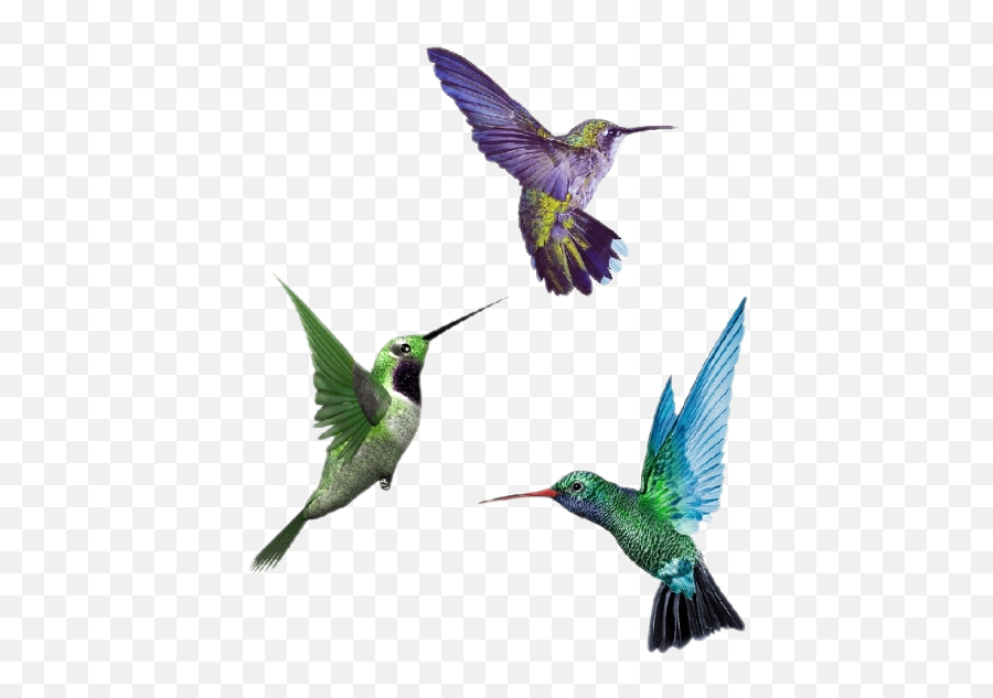 Hummingbird Hummingbir - Hummingbird Disruptive Selection Example Emoji,Hummingbird Emoji