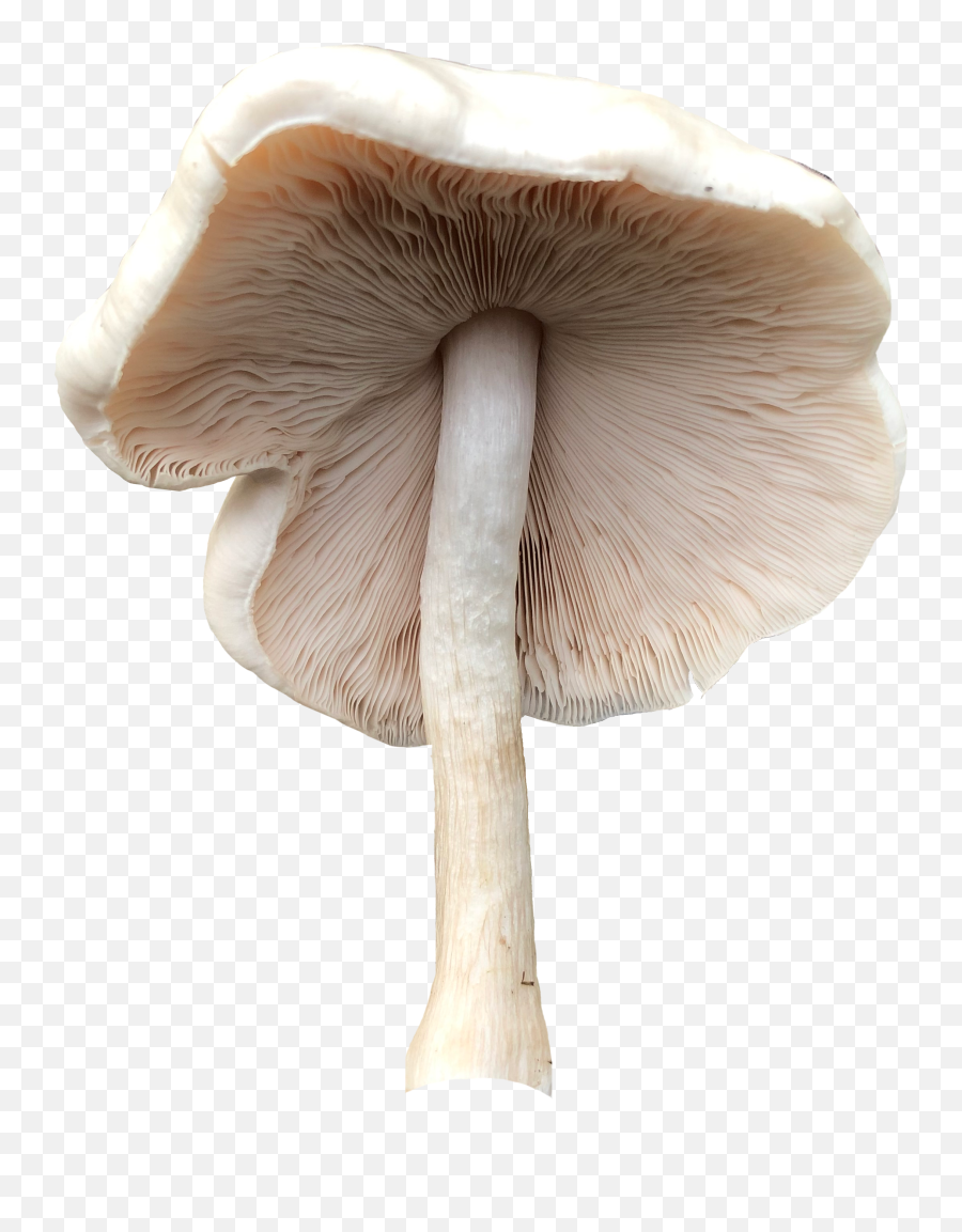 Plant Fungus Smurfs - Russula Integra Emoji,Emoji Mushroom