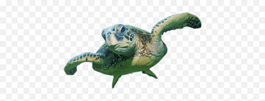 Ocean Ecological Pyramid Tynker - Sea Turtle Transparent Background Emoji,Sea Turtle Emoji