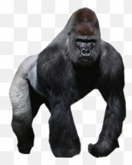 141153 Transparent Free Clipart - Silverback Gorilla White Background Emoji,Harambe Emoji
