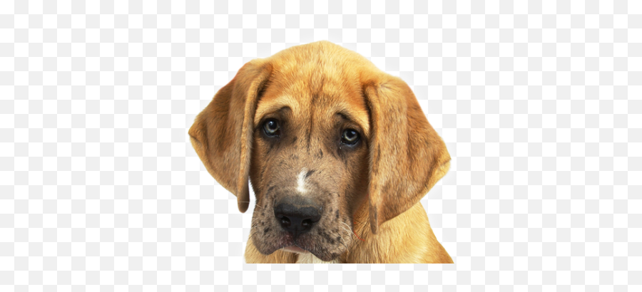 Sad Png And Vectors For Free Download - Droopy Puppy Eyes Emoji,Bye Dog Emoji