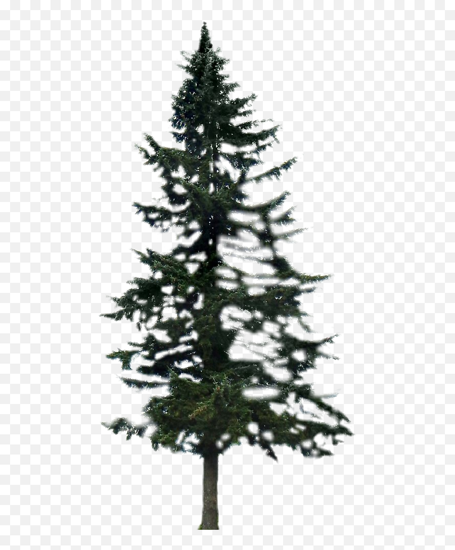 Pine Pinetree Pinetrees Forest Tree Evergreen Evergreen - Christmas Tree Emoji,Pine Tree Emoji