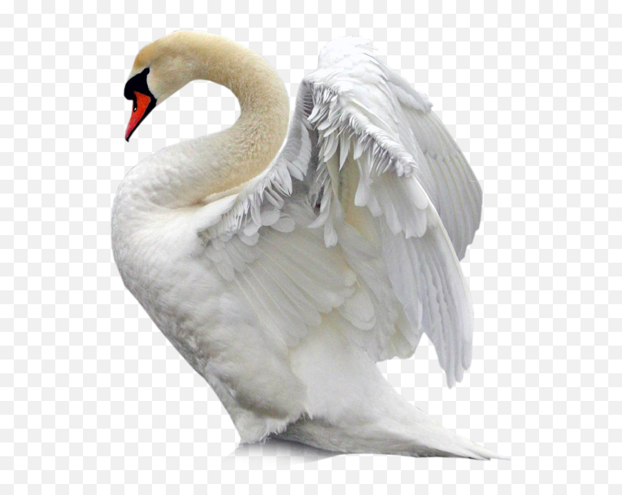 Swan Swans Bird Birds Terrieasterly - Beautiful Birds Emoji,Swan Emoji