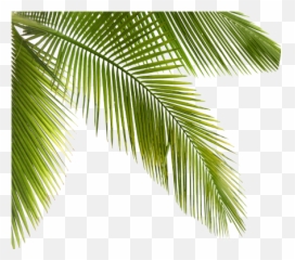 palmtrees palms plants forest jungle - Plants Emoji
