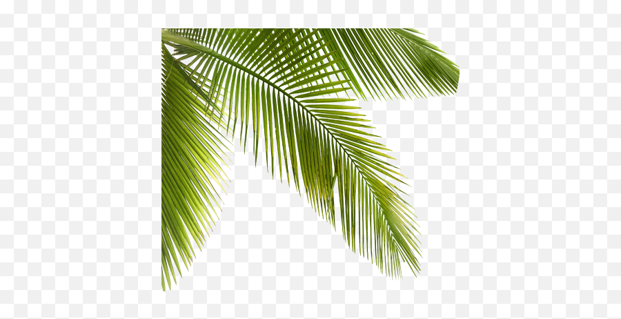 Palmtrees Palms Plants Trees Forest Jungle - Plants Emoji,Palms Up Emoji
