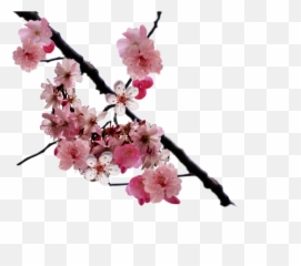 Free Cherry Blossom Flower Png Download Free Clip Art Free - Cherry Blossom Flowers Transparent Background Emoji,Cherry Blossom Emoji