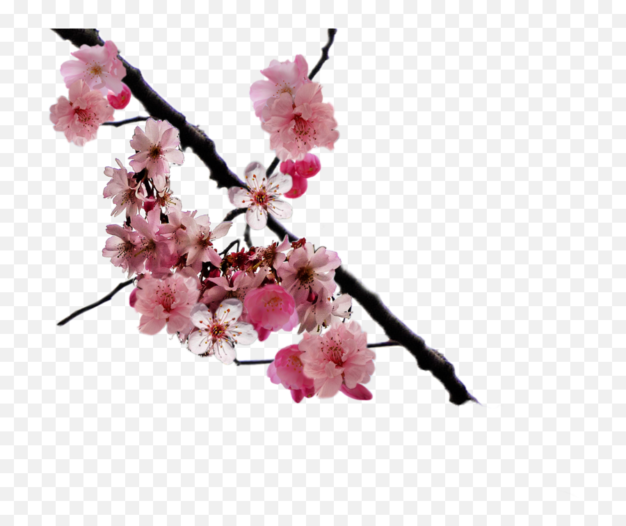 Free Cherry Blossom Flower Png Download Free Clip Art Free - Cherry Blossom Flowers Transparent Background Emoji,Cherry Blossom Emoji