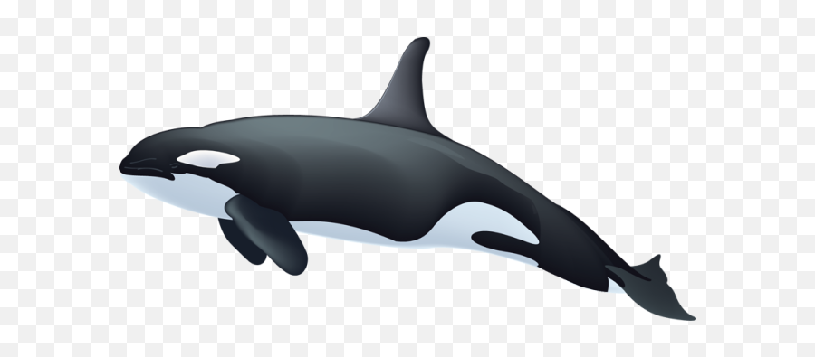 Killer Whale Png Images Free Download - Free Clipart Orca Whale Emoji,Orca Emoji