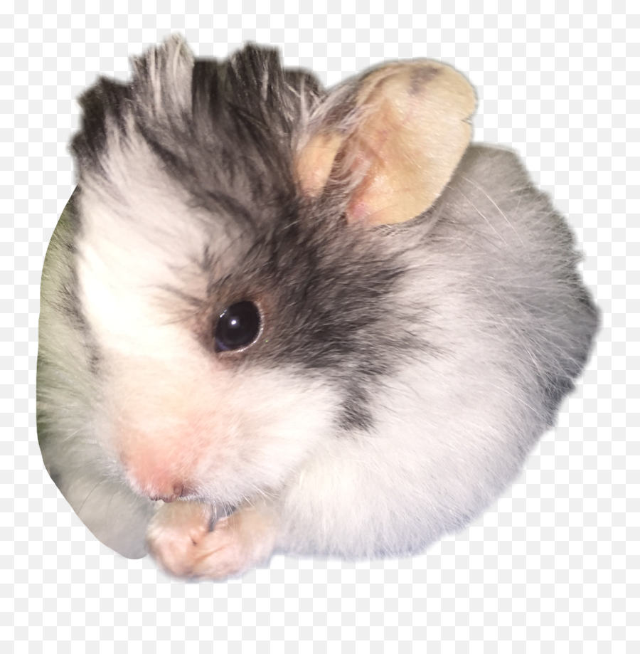 Hamsterfreetoedit Emoji,Mouse Bunny Hamster Emoji