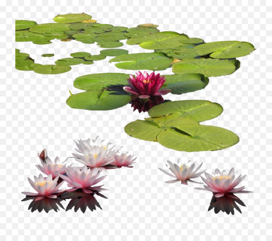 Lilypad - Water Lilies Png Emoji,Lily Pad Emoji