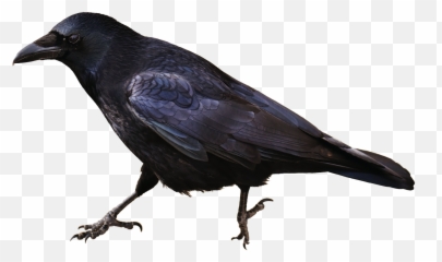 Isolated Crow Bird Carrion Crows Animal - Raven Silhouette No Background Emoji