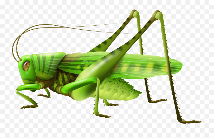 Grasshopper Clipart Locust Swarm - Grasshopper Clipart Png Emoji,Crickets Emoji