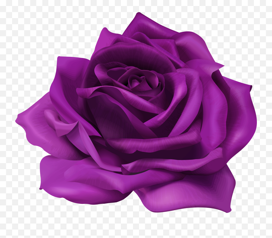 Lavender Purple Rose Png U0026 Free Lavender Purple Rosepng - Transparent Purple Roses Png Emoji,Rose Emoji Png