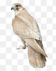 Largest Collection Of Free - Carolina Chickadee Emoji,Hawks Emoji