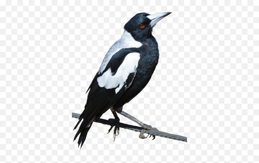 Free Png Images - Dlpngcom Magpie Png Emoji,Raven Bird Emoji