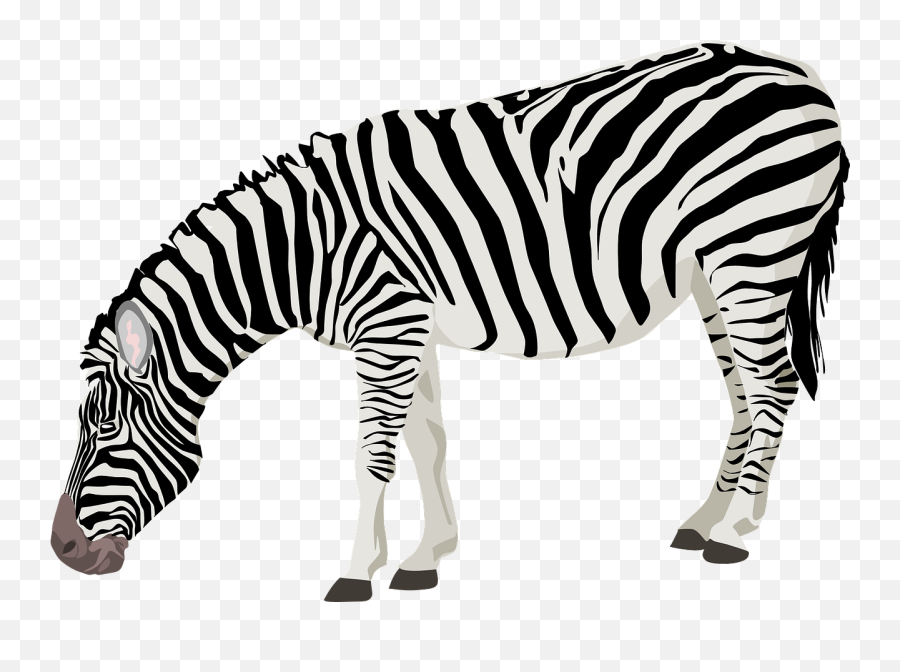 Zebra Animals Safari Sticker - Zebra Png Emoji,Zebra Emoji