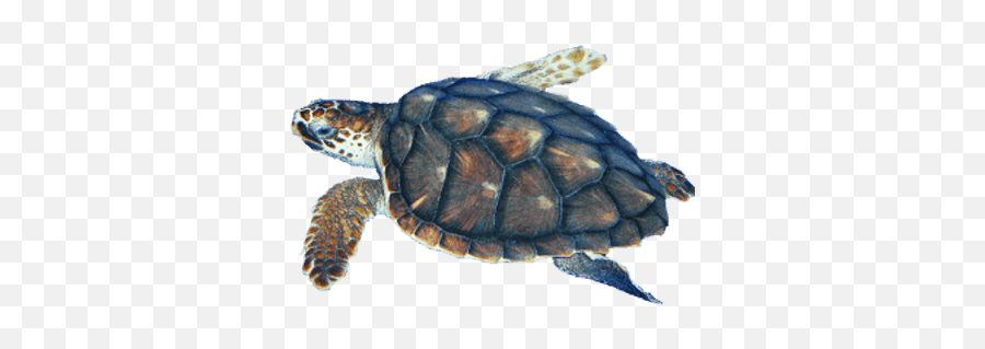 Turtle Swimming Png U0026 Free Turtle Swimmingpng Transparent - Transparent Turtle Emoji,Sea Turtle Emoji