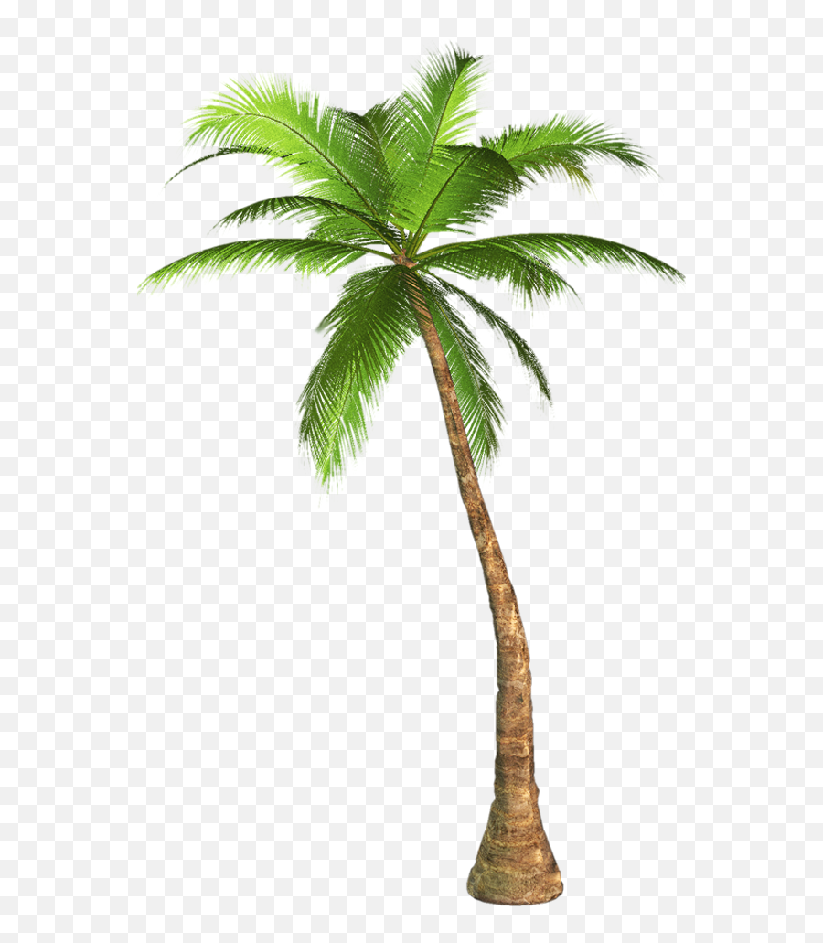 Palm Tree Transparent Image Tree Transpa - Palm Tree Transparent Background Emoji,Palm Tree Emoji Png