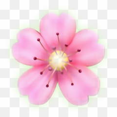 Flower Emoji Png Transparent Free For - Iphone