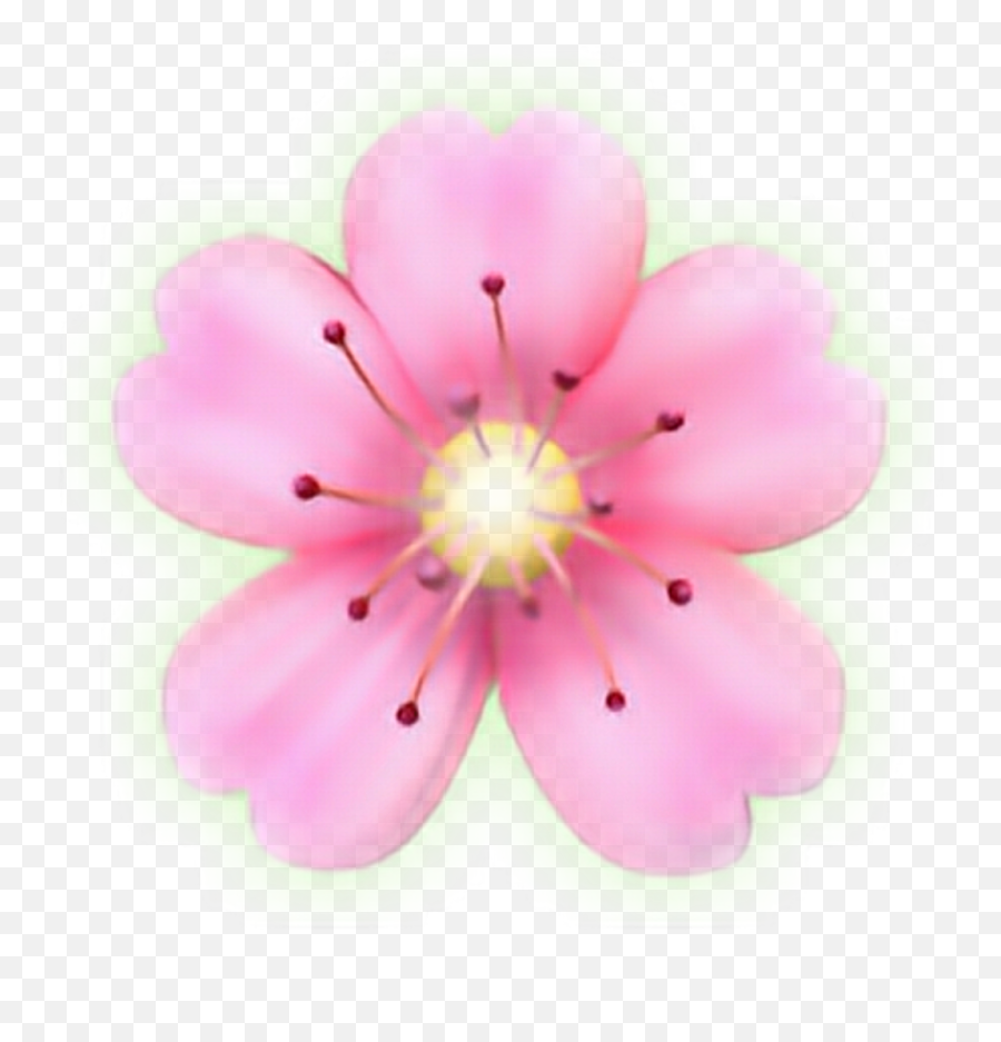 Flower Emoji Png Flower Emoji Png Transparent Free For Iphone Flower Emoji Png Cherry Blossom Emoji Free Transparent Emoji Emojipng Com